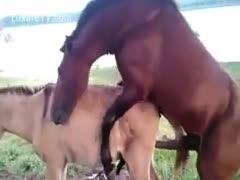 Beast fetish clip captured by a photographer that noticed two horses screwing